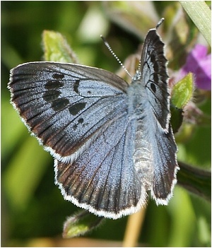 Modrásek černoskvrnný - Maculinea arion
