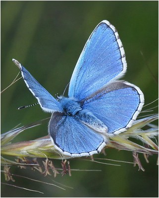 Modrásek jetelový - Polyommatus bellargus