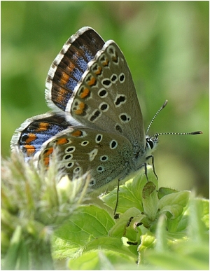 Modrásek jetelový - Polyommatus bellargus