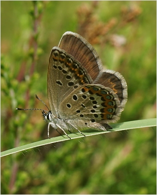 Modrásek obecný - PLEBEJUS IDAS