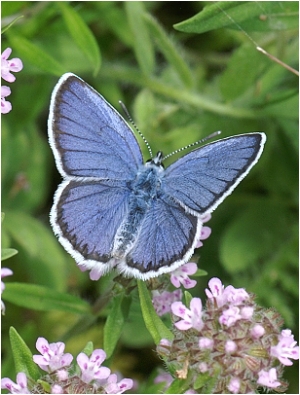 Modrásek podobný(obecný) - Plebejus argyrognomon(idas)