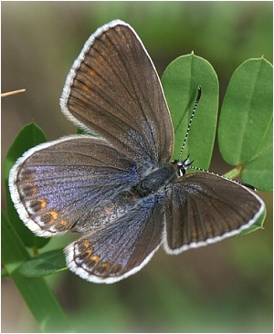 Modrásek podobný(obecný) - Plebejus argyrognomon(idas)
