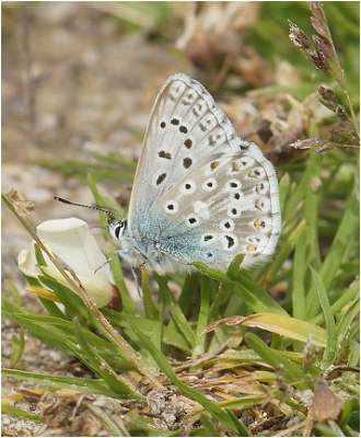 Modrásek slovenský - POLYOMMATUS SLOVACUS