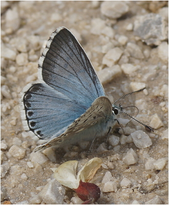 Modrásek slovenský - POLYOMMATUS SLOVACUS