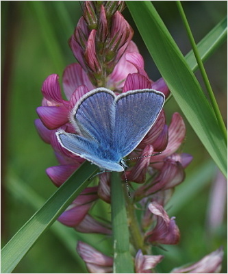 Modrásek vičencový - Polyommatus thersites