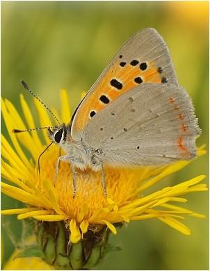 Ohniváček černokřídlý - Lycaena phlaeas