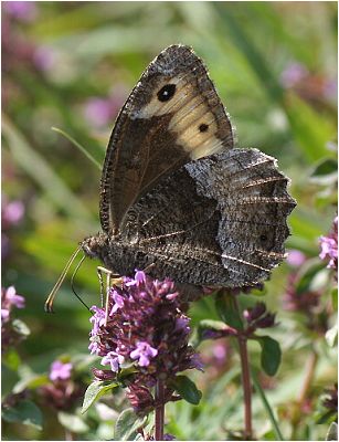 Okáč bělopásný - Hipparchia alcyone,hermione