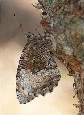 Okáč bělopásný - Hipparchia alcyone,hermione