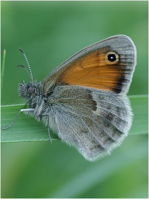 Okáč poháňkový - Coenonympha pamphilus