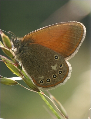 Okáč třeslicový - Coenonympha glycerion