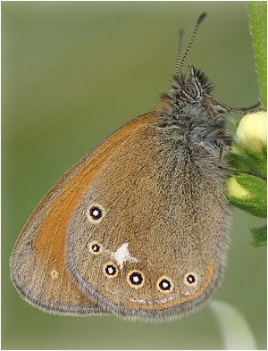 Okáč třeslicový - Coenonympha glycerion