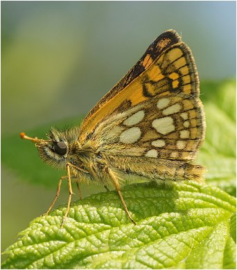 Soumračník jitrocelový - Carterocephalus palaemon