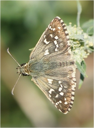 PYRGUS ARMORICANUS - Soumračník podobný