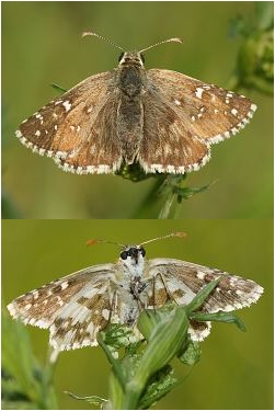 Soumračník západní - Pyrgus trebevicensis